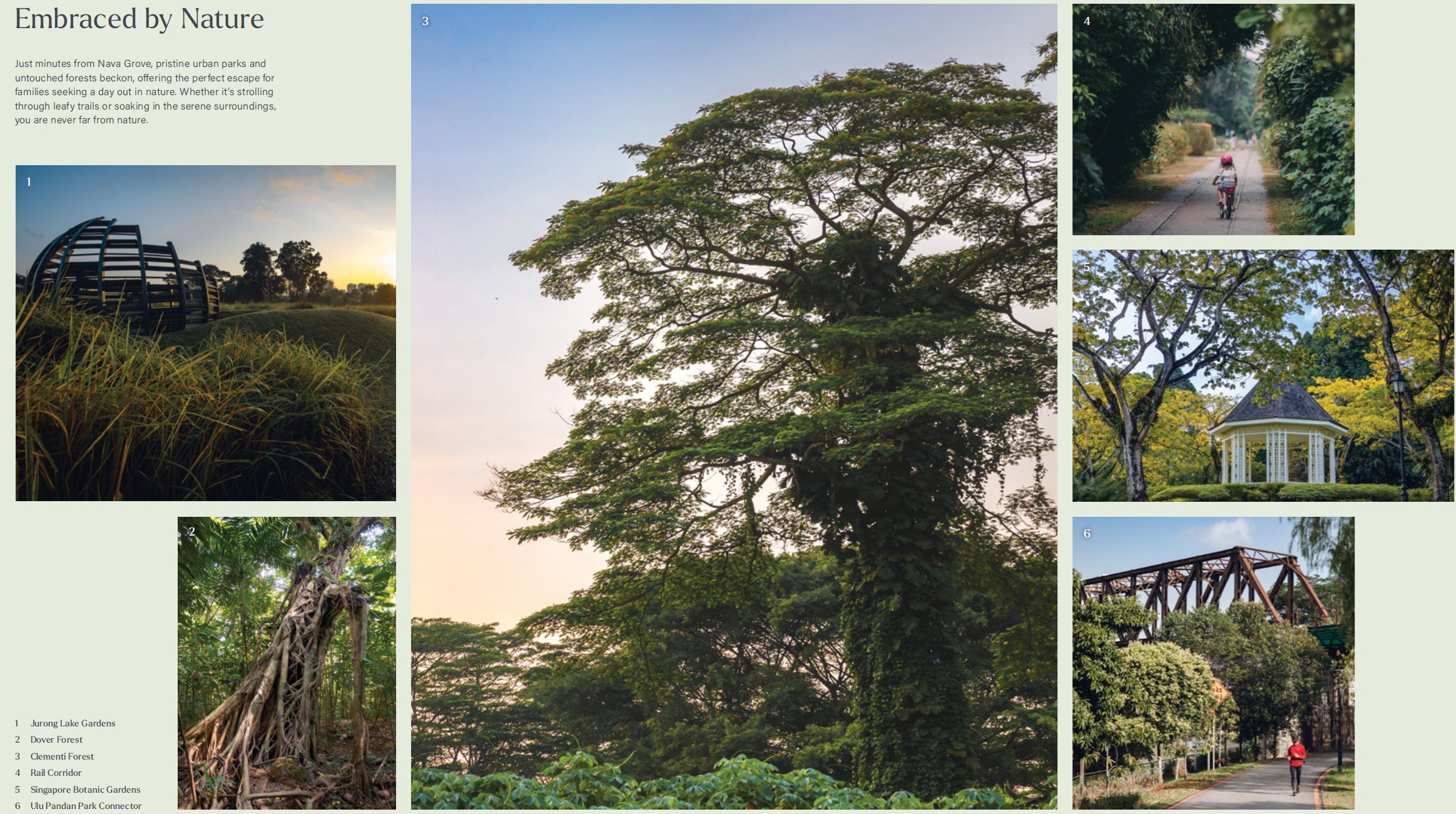 Collage featuring a large central tree surrounded by smaller images of a path, gazebo, bridge, unique tree roots, and landscape with water features. Text reads "Embraced by Nature" with a numbered list of locations including Jurong Lake Gardens.